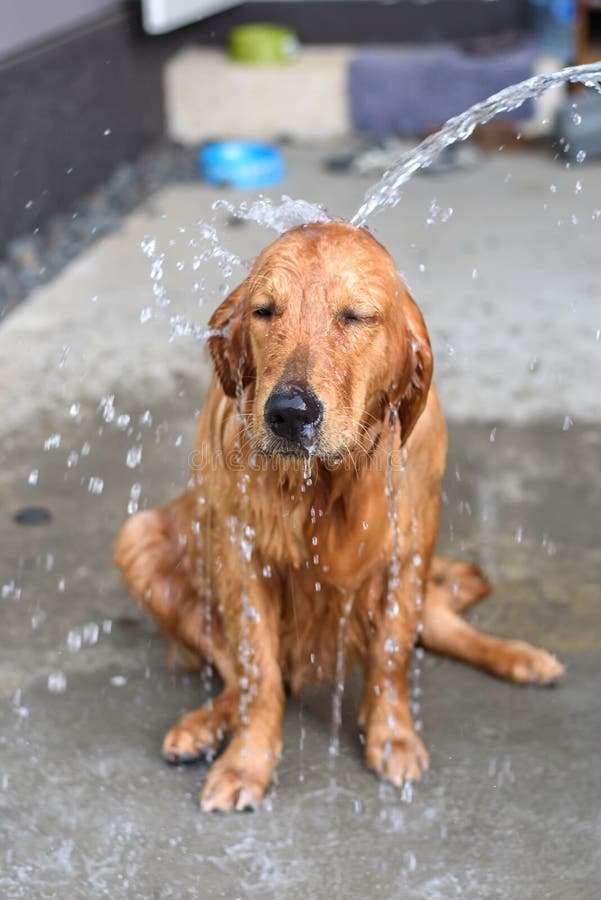 Golden Retriever Gets a Bath Stock Photo Image of clean, looking