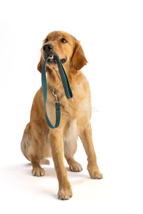dog with lead in mouth