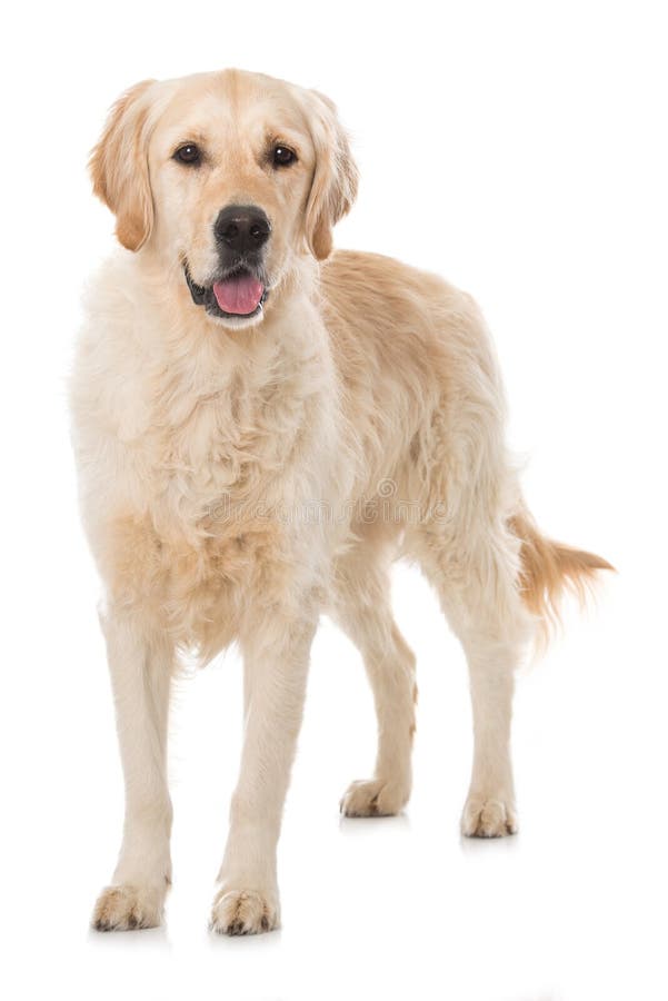 Erwachsener Golden Retriever-Hund Lokalisiert Auf Weißem Hintergrund ... - GolDen Retriever HunD Auf Wei%C3%9Fem HintergrunD 120059324