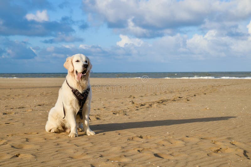 Golden RetrieverHund, Der Auf Dem Strand Steht Stockbild Bild von