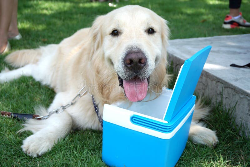 Golden retriever-Hund, der sich auf ihrem eigenen Kasten des kühleren Wassers hinlegt stockfotos Golden retriever-Hund, der sich auf ihrem eigenen Kasten des kühleren Wassers hinlegt stockfotos