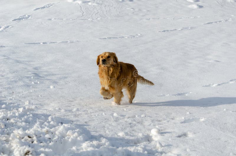 Golden retriever-Hund läuft in Winter stockfotografie Golden retriever-Hund läuft in Winter stockfotografie