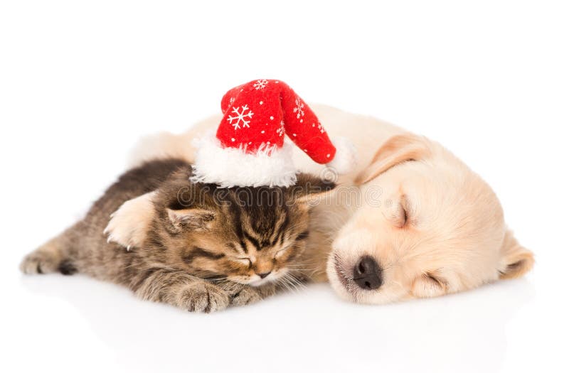 Golden retriever puppy dog and british cat with santa hat sleep. isolated on white. Golden retriever puppy dog and british cat with santa hat sleep. isolated on white.