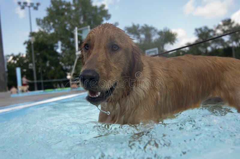 Golden Retriever i en simbassäng royaltyfri foto Golden Retriever i en simbassäng royaltyfri foto