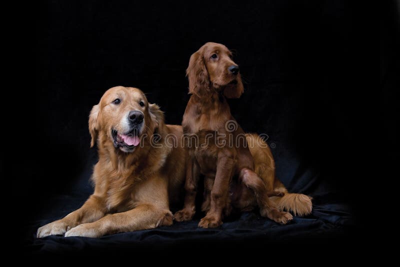 Golden Retriever and Irish Setter