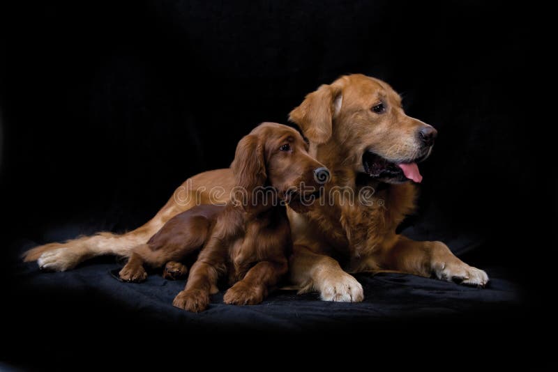 Golden Retriever and Irish Setter