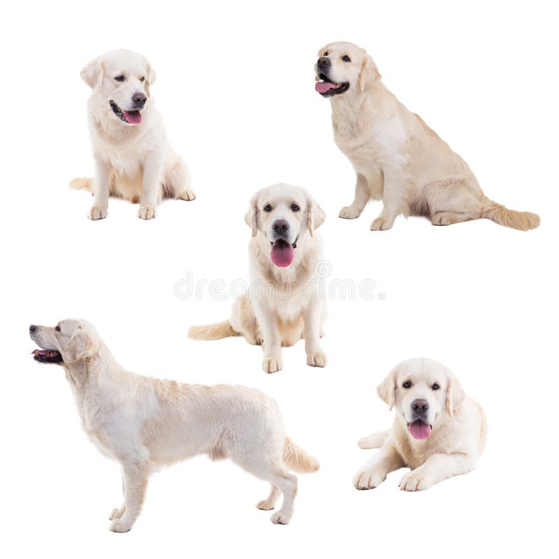 Golden Retriever Isolate Collage On White Background In Studio. Stock