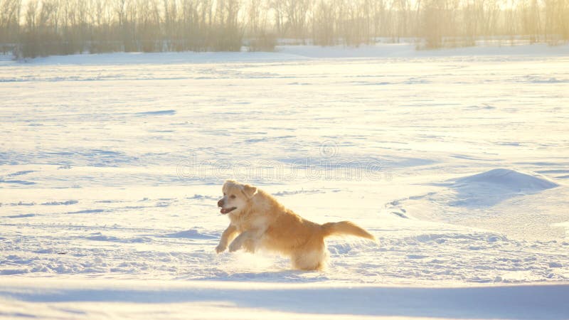 Golden retriever jest prześladowanym cieszyć się zimę bawić się skakać w śniegu na słonecznym dniu obrazy royalty free Golden retriever jest prześladowanym cieszyć się zimę bawić się skakać w śniegu na słonecznym dniu obrazy royalty free