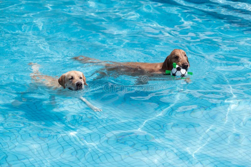 Golden Retriever and Labrador Retriever Swimming in the Pool Stock Image Image of golden, dogs