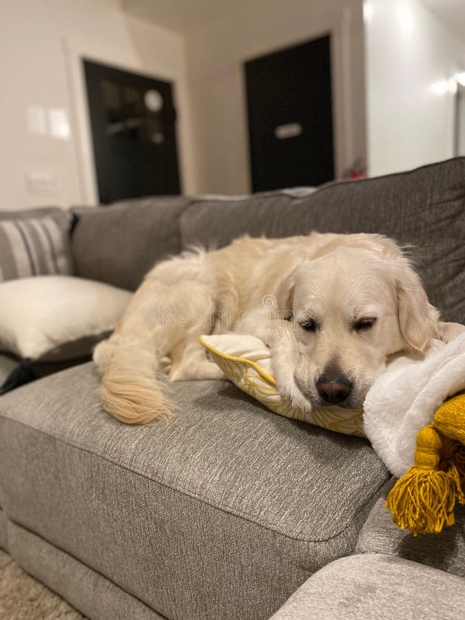 Golden Retriever Laying on a Couch with Its Head on the Pillow. Stock