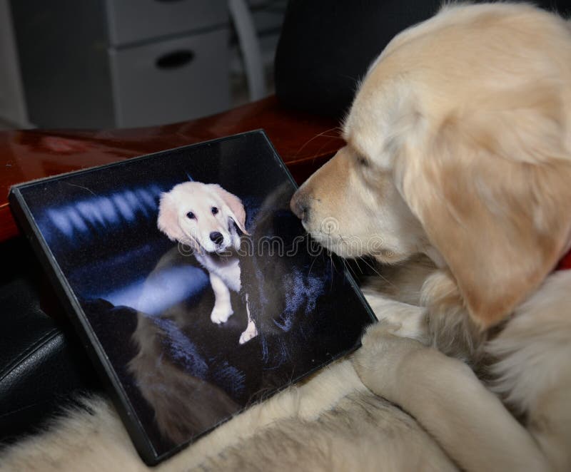 Golden Retriever Looks at Her Own Portrait