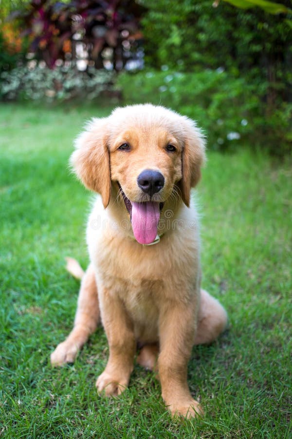 Golden Retriever 6 Maand Oud Puppy Stock Foto - Image of leuk, binnenlands: