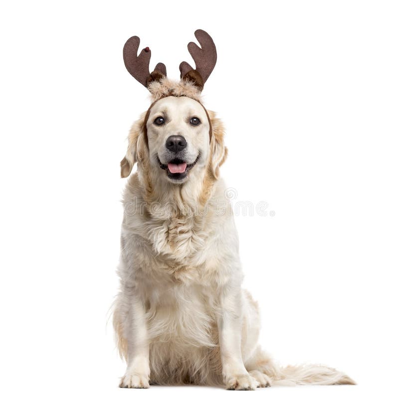 Golden Retriever with Christmas decorations looking at the camera and sticking the tongue out, isolated on white (2 years old). Golden Retriever with Christmas decorations looking at the camera and sticking the tongue out, isolated on white (2 years old)