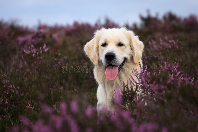 Golden Retriever in Moor