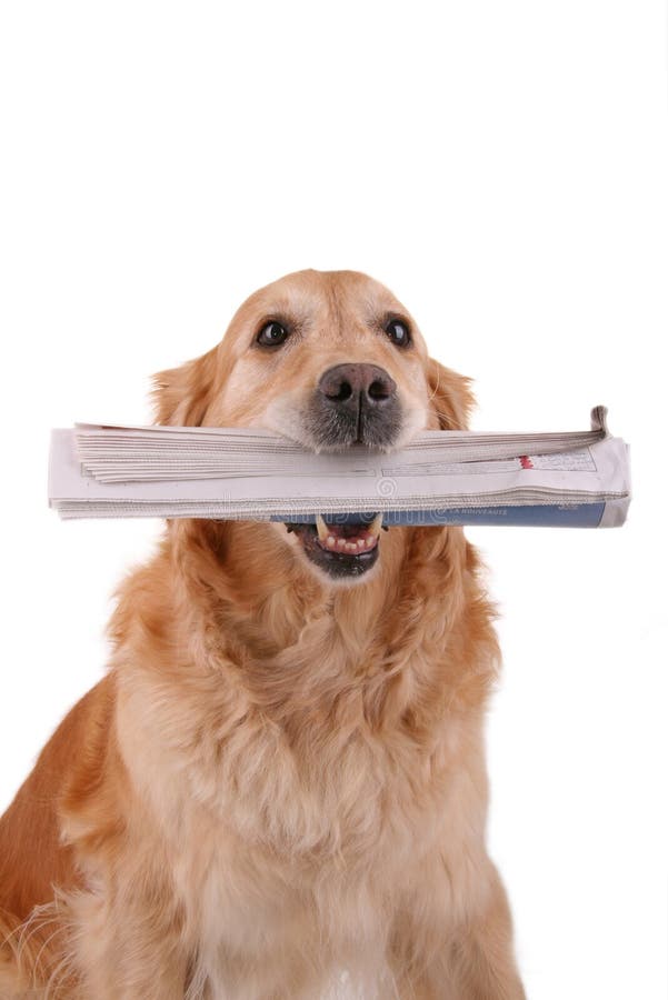 Dog newspaper stock image. Image of doggy, document, hold 27754547