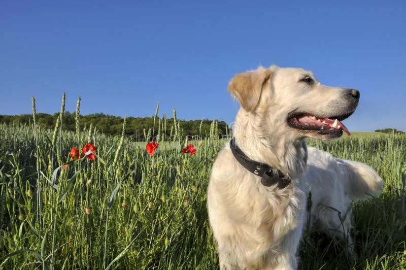 Golden retriever no campo Golden retriever no campo