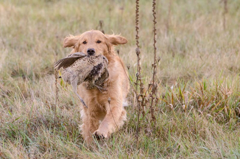 Golden Retriever with Pheasant Stock Photo Image of hunt, bird 81092150