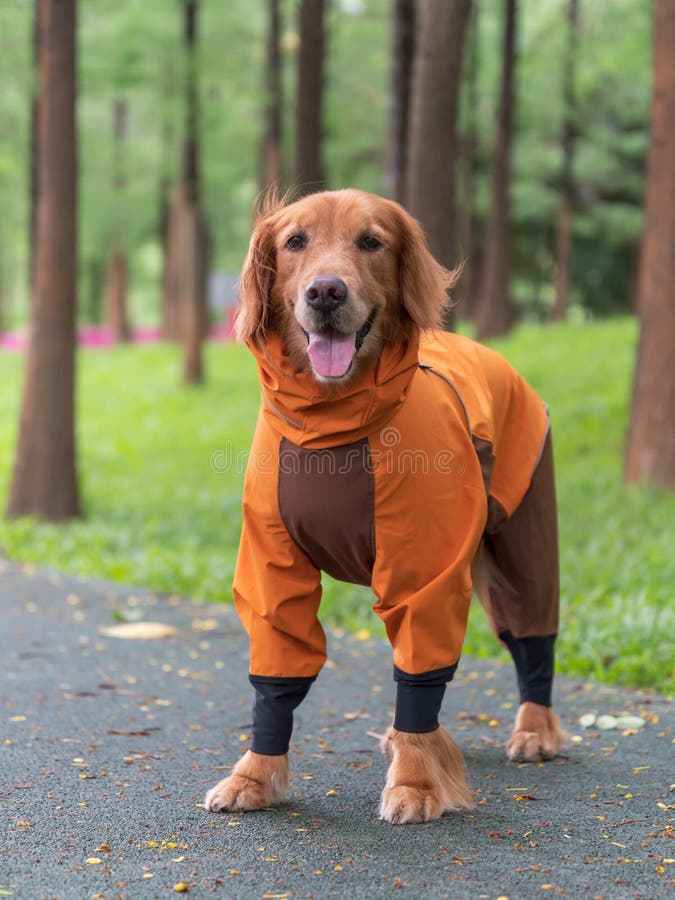 Golden Retriever Playing in the Field in a Raincoat Stock Photo Image