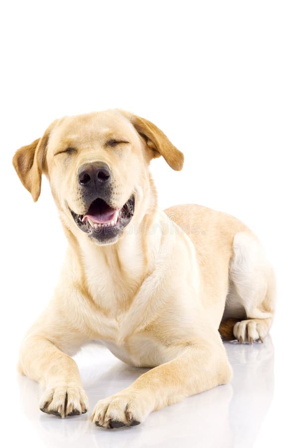 Golden retriever posing in studio