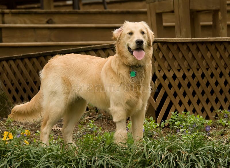 Golden retriever pupppy royalty free stock images Golden retriever pupppy royalty free stock images