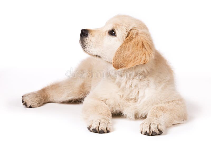 Golden Retriever puppy