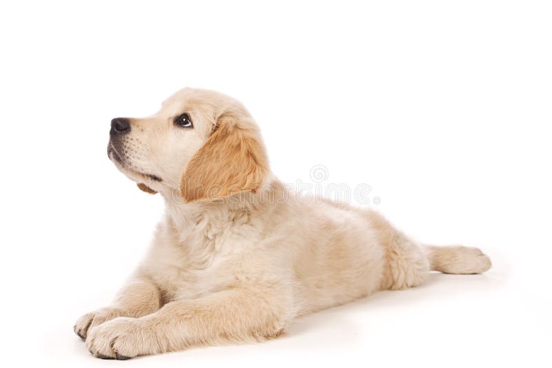 Golden Retriever puppy