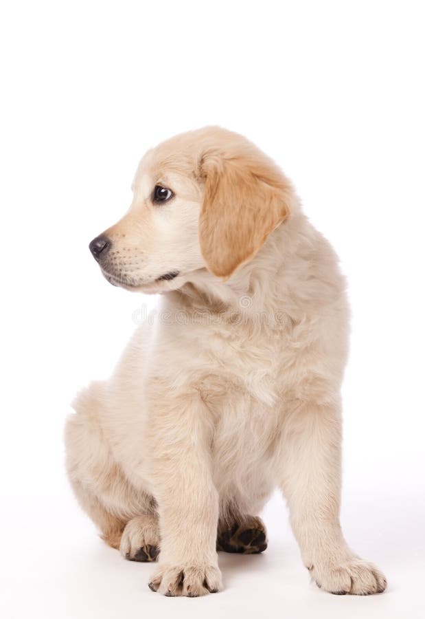 Golden Retriever puppy