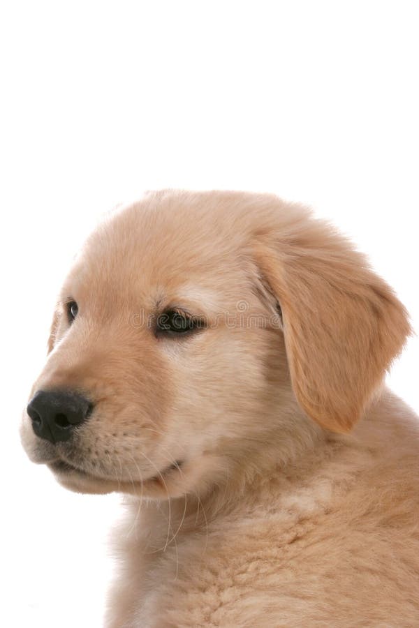 Golden retriever puppy