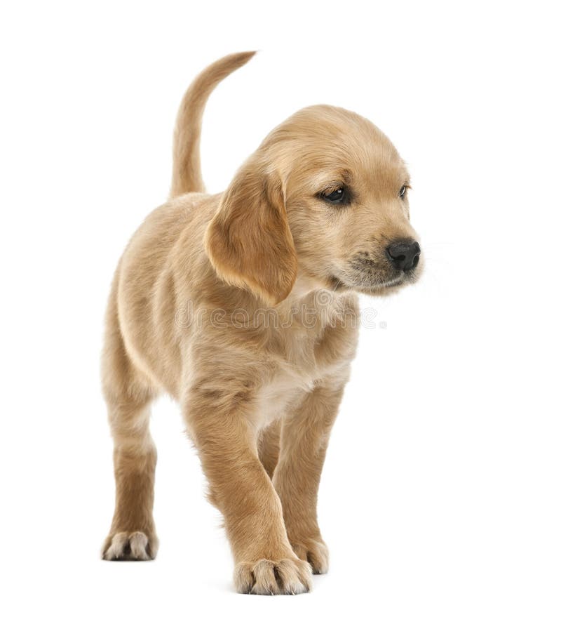 Golden Retriever Puppy 2 Months Old Sitting Stock Photo Image Of Vertebrate Camera 25301356
