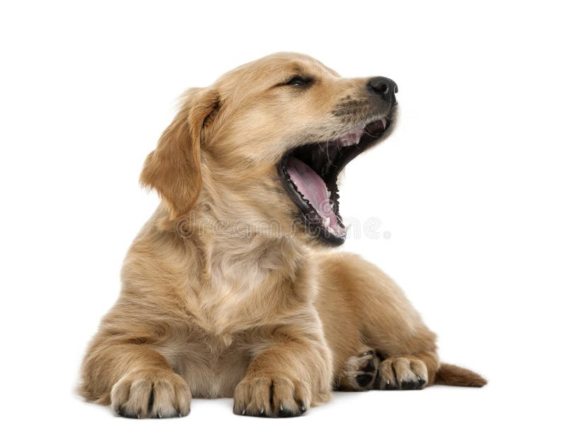 Golden Retriever Puppy, 7 Weeks Old, Lying Stock Photo - Image of