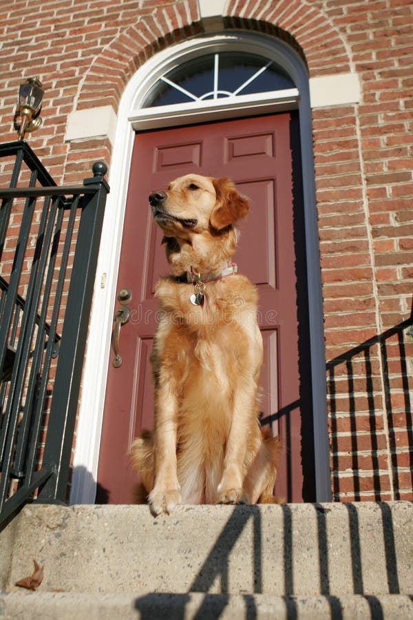 Golden Retriever Puppy