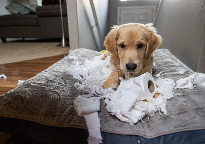 Golden Retriever Puppy Chewing and Tearing Toilet Paper Making a Mess ...