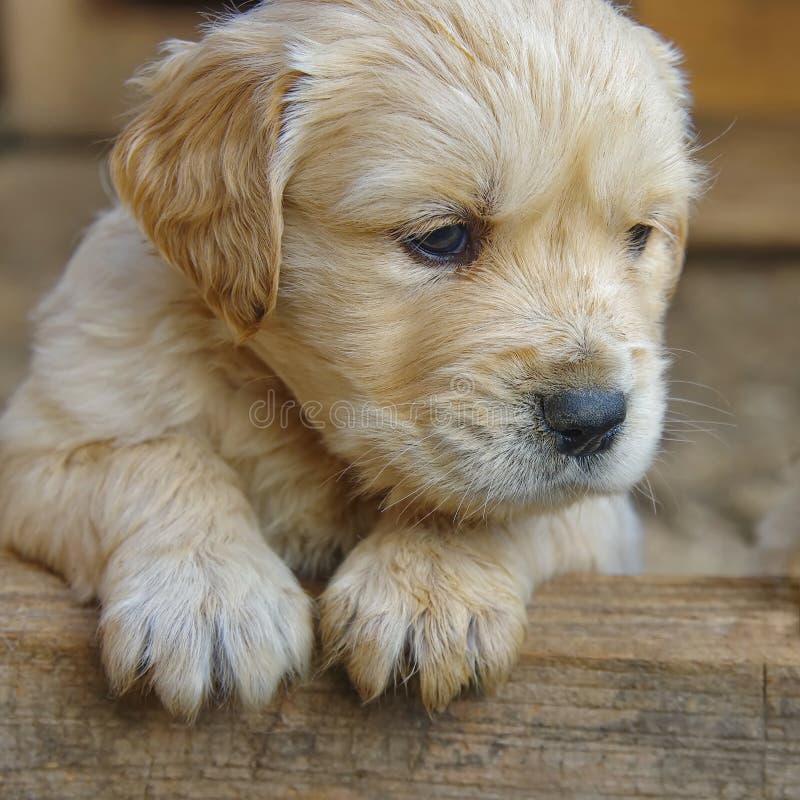 Golden retriever puppy dog royalty free stock image Golden retriever puppy dog royalty free stock image