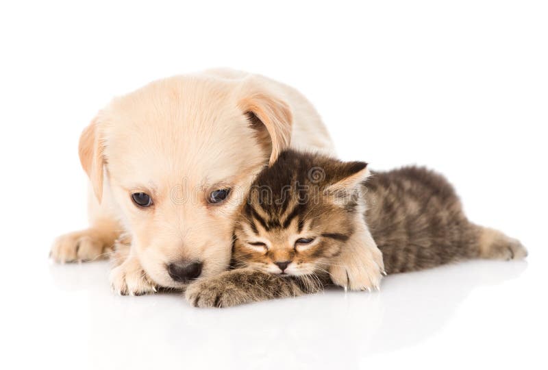 Golden retriever puppy dog hugging british cat. isolated