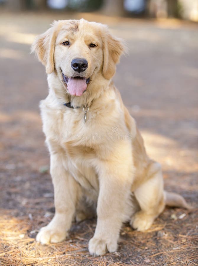 111 Scotland Retriever Stock Photos Free & RoyaltyFree Stock Photos