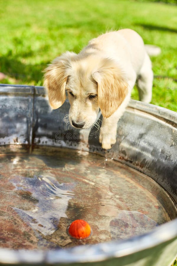 Golden Retriever Puppy is Playing with Water and Ball Stock Image