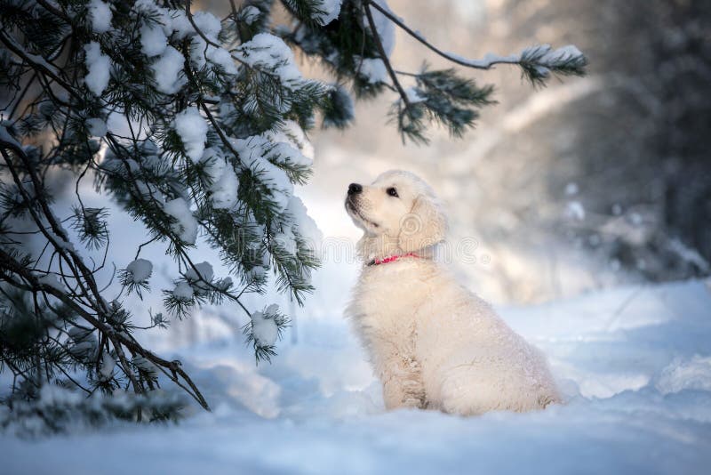 Portrait Of Young Golden Retriever Playing In The Snow Stock Image