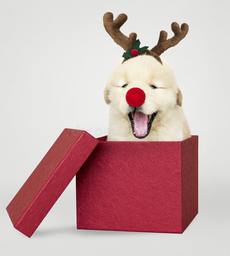 Golden Retriever puppy in a red Christmas gift box stock images Golden Retriever puppy in a red Christmas gift box stock images