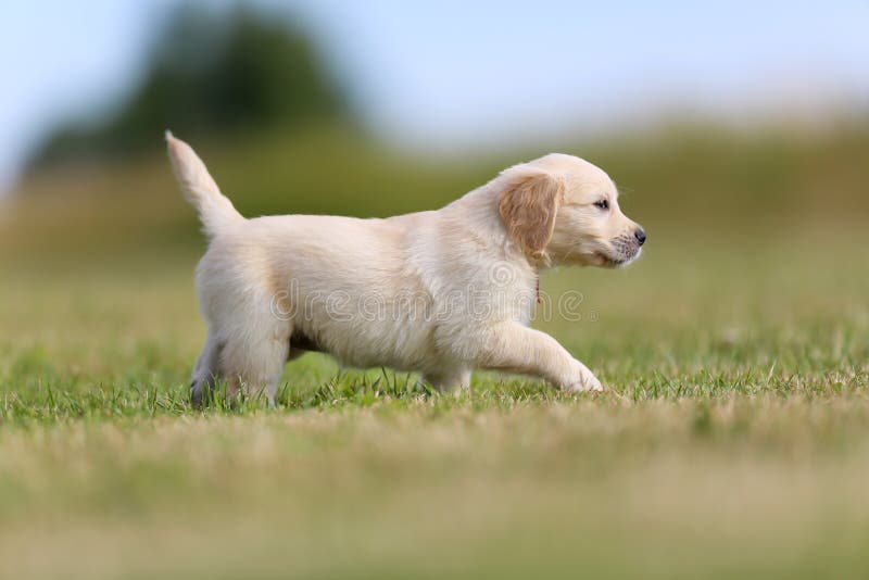 Golden retriever puppy stock image. Image of park, moving - 43807839