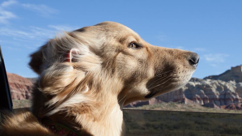 A golden retriever at the open car window enjoying the wind in it`s fur on a summer day as the car drives down the road in the desert of the American southwest. A golden retriever at the open car window enjoying the wind in it`s fur on a summer day as the car drives down the road in the desert of the American southwest.