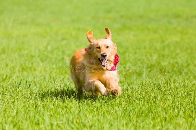 Golden retriever que corre en el césped fotos de archivo libres de regalías