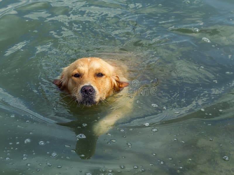 Golden retriever que nada em um lago imagens de stock Golden retriever que nada em um lago imagens de stock