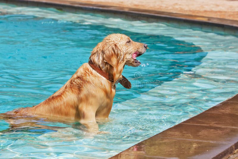 Golden retriever que nada na associação fotografia de stock royalty free Golden retriever que nada na associação fotografia de stock royalty free