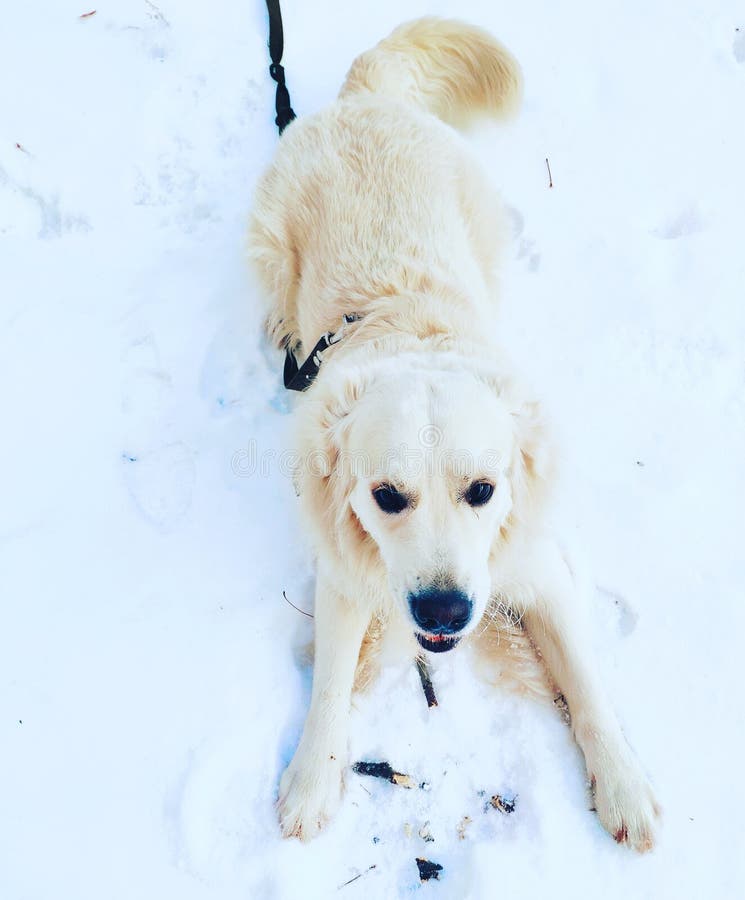 Golden retriever Richard arkivbilder Golden retriever Richard arkivbilder