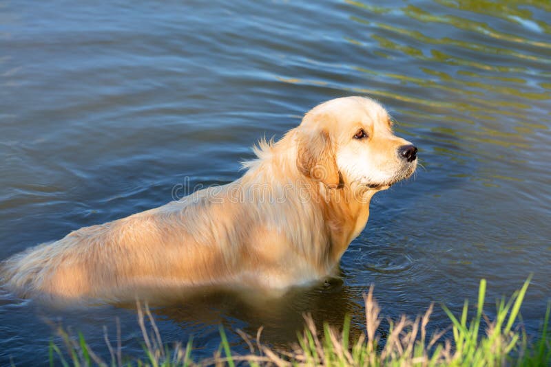 Golden Retriever simmar i sjön Hundjakt i damm Hundar tränar och tränar i reservoarer arkivbild Golden Retriever simmar i sjön Hundjakt i damm Hundar tränar och tränar i reservoarer arkivbild