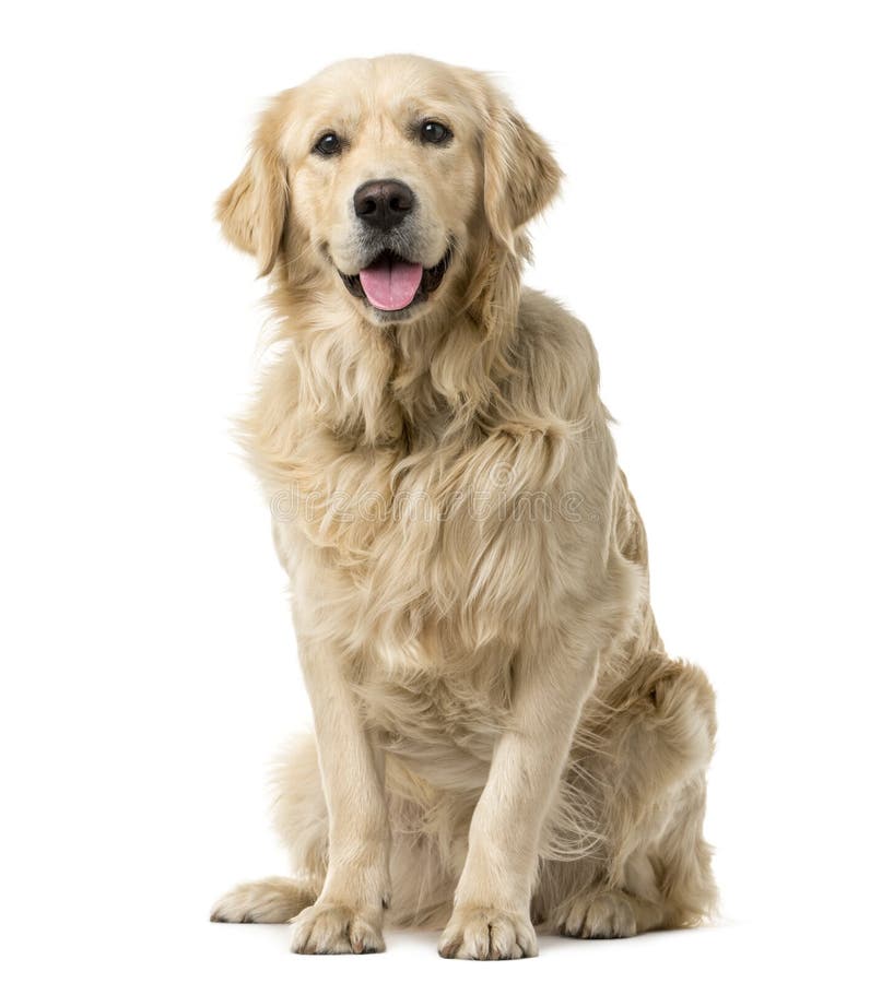 Golden Retriever sitting stock image