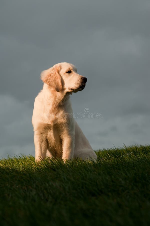 Golden Retriever Sitting on Hill