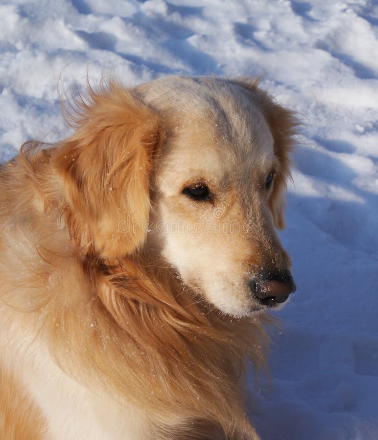 Golden Retriever Sitting At The Snow Stock Image Image