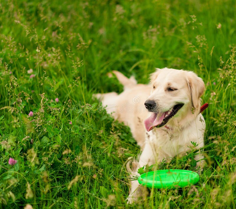 Golden retriever som ser kameran i sommar, parkerar arkivfoto Golden retriever som ser kameran i sommar, parkerar arkivfoto