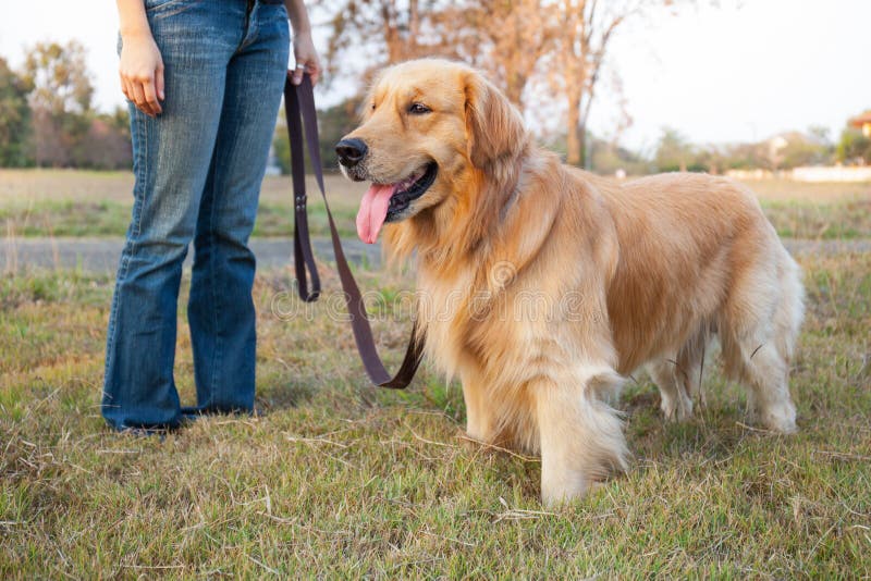 Golden Retriever spacer na długim prowadzeniu przy parkiem obraz royalty free Golden Retriever spacer na długim prowadzeniu przy parkiem obraz royalty free